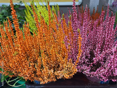 Multi-colored erica or calluna bushes bloom in pots.