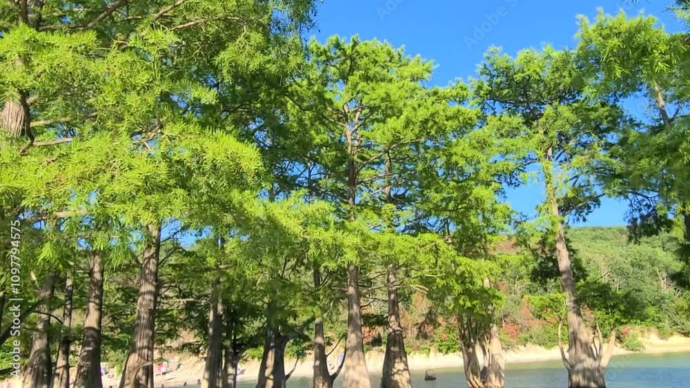 Cypress tree in the village of Sukko, Krasnodar region. Beautiful green trees grow in the water. Horizontal video 4k. Cypress tree in the village of Sukko, Krasnodar region. Beautiful green trees grow in the water. Horizontal video 4k.