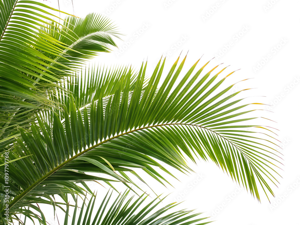 palm tree leaves palm tree leaves