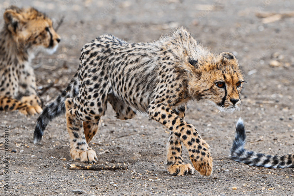 Fototapeta premium Junger Gepard