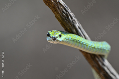 Boomslang auf einem Baum