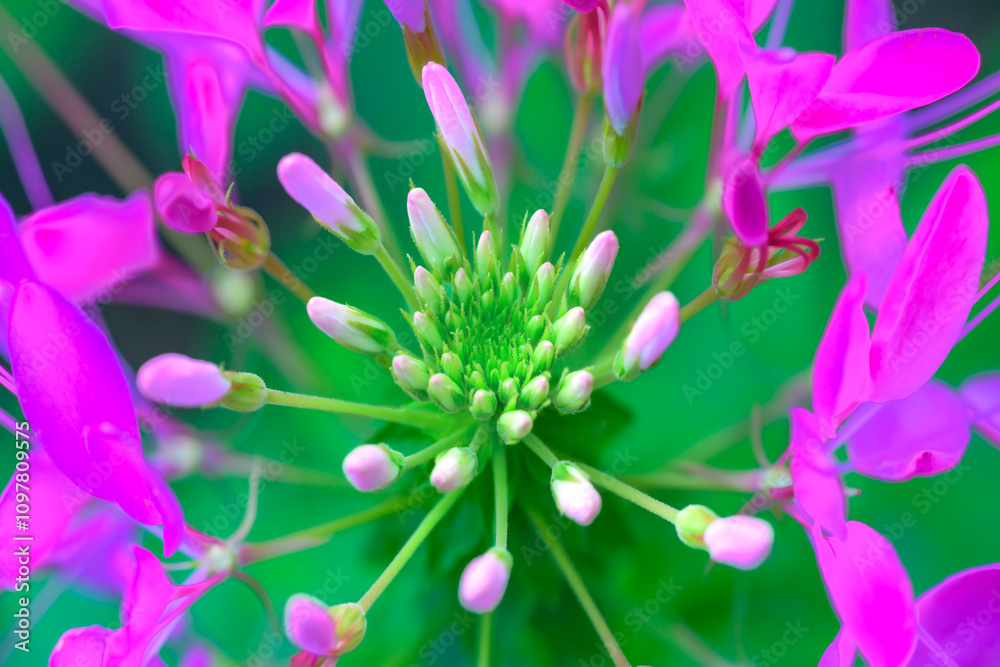 Fototapeta premium Flower Series : Close Up of a pink Cleome spinosa flower