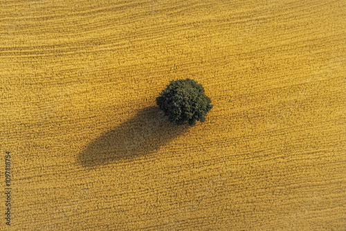 Lone tree standing in the middle of a golden wheat field photo