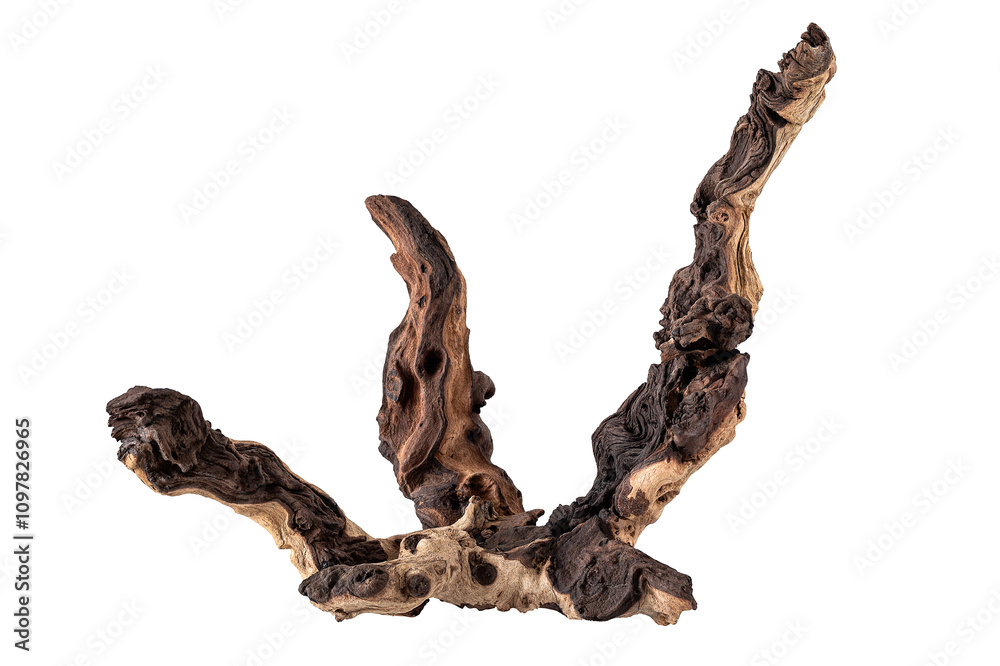Fototapeta premium Mopane tree snag isolated on white background.