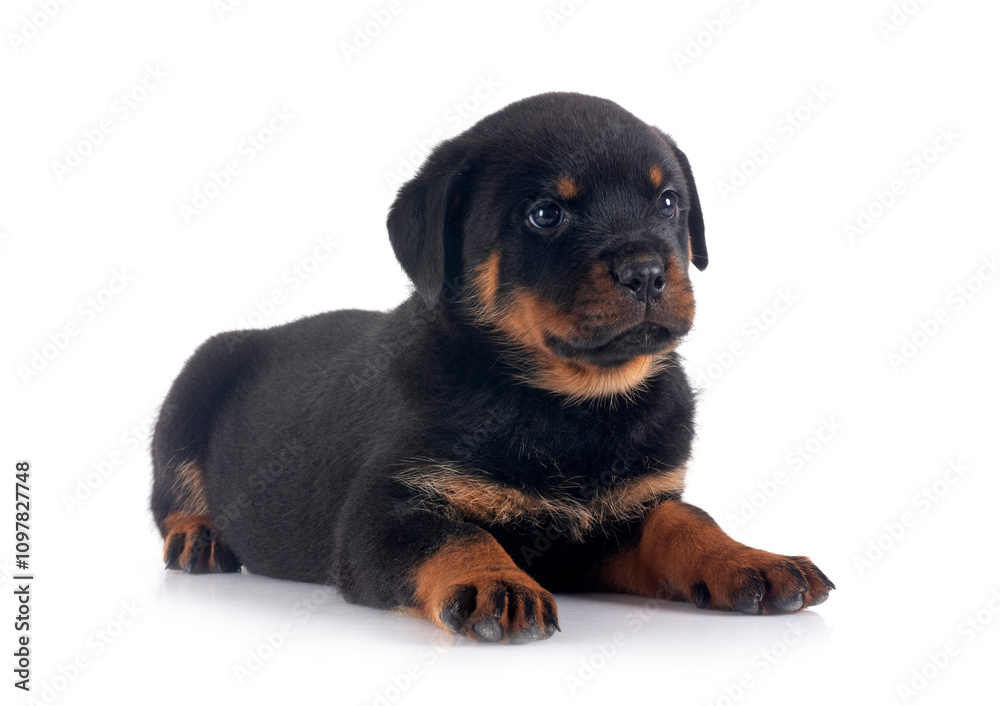 Fototapeta premium puppy rottweiler in studio