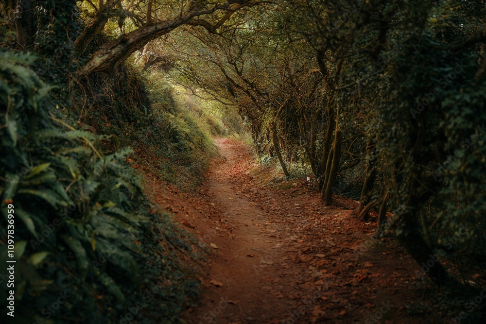 Fototapeta premium Scenic Forest Path with Lush Greenery