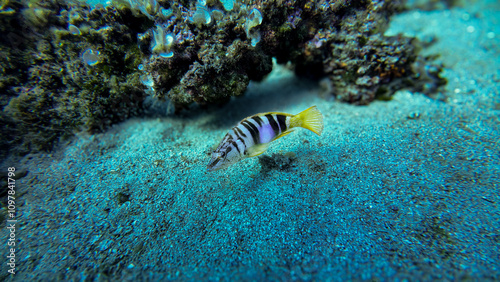 Pula, Croatia - August 28th 2024 - Painted Comber fish swimming in the corals photo