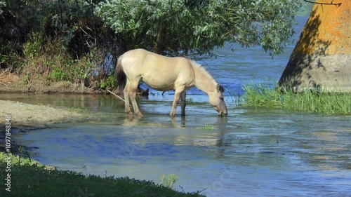 Wild Polish horse acclimatized in the Danube Delta eats algae in shallow water, medium shot. photo