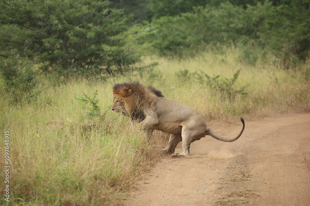 Male lion with a mane running down and fighting on a dirt road while on safari in South Africa Male lion with a mane running down and fighting on a dirt road while on safari in South Africa