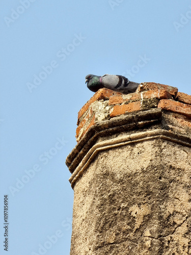 The Pigeon rest on an old post of a Buddhist temple on blue sky background. photo