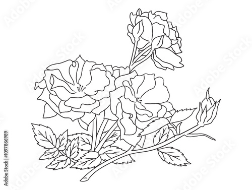 Beautiful black-and-white rose illustration with fine details, ideal for coloring books. Great for art enthusiasts, floral lovers, and creative projects.