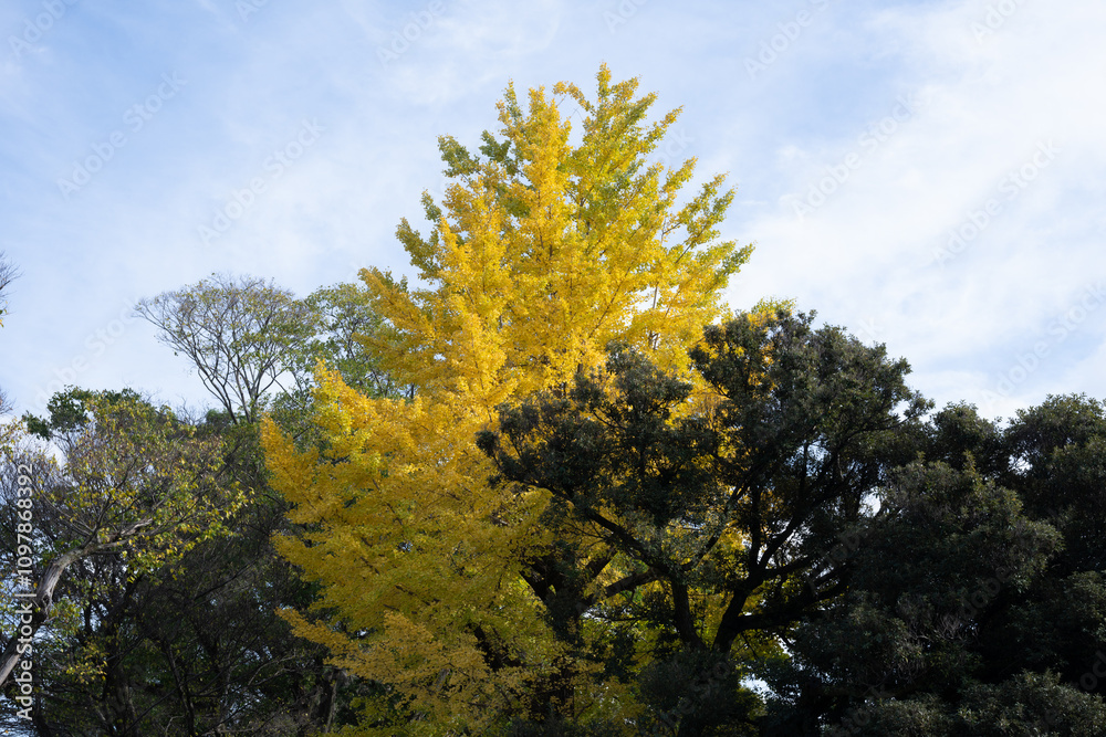 日本の岡山県岡山市の後楽園の美しい秋の風景