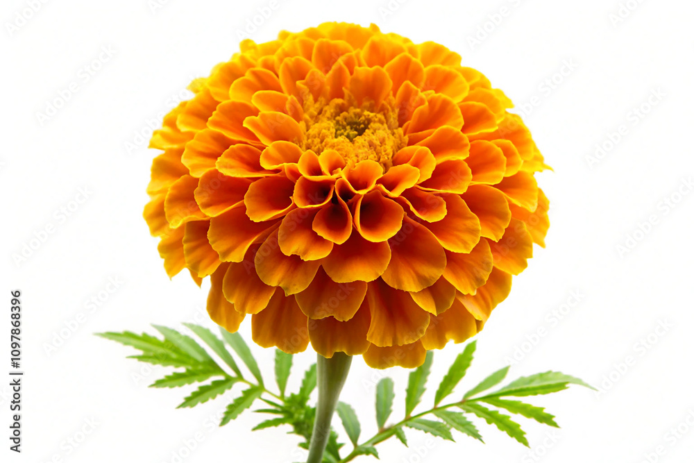 Marigold flower isolated on white background Marigold flower isolated on white background