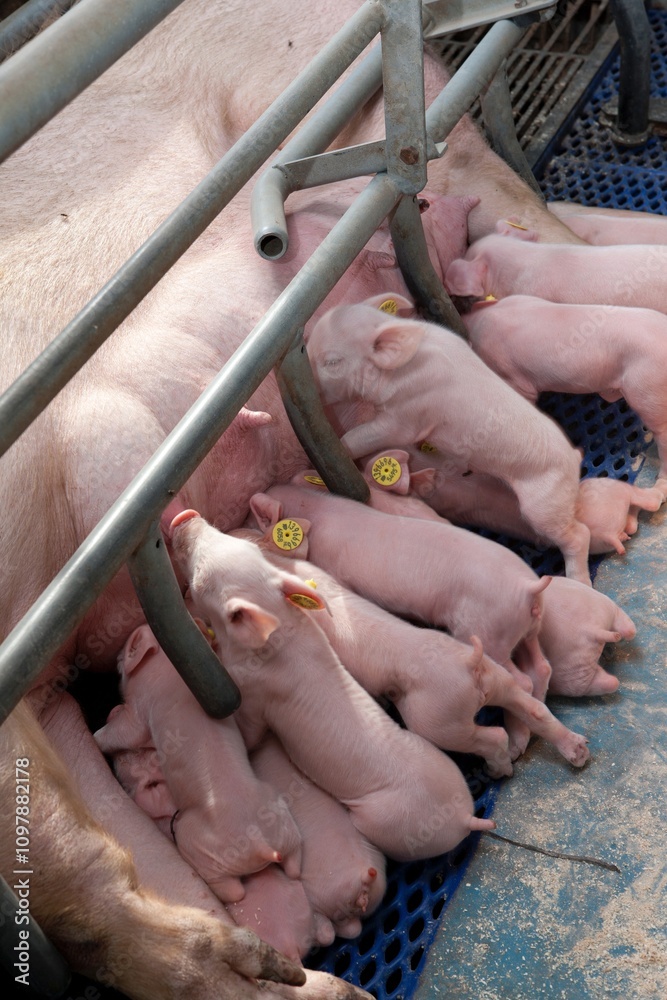 Piglets in stable. Netherlands. Suckling pigs. Piglets in stable. Netherlands. Suckling pigs.