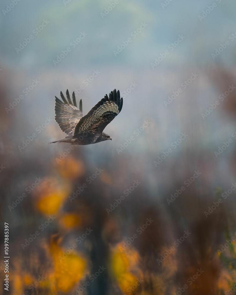 Fototapeta premium Majestic bird of prey in flight over misty landscape