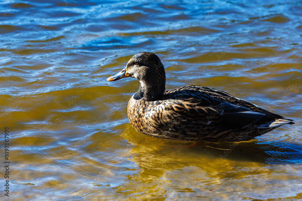 Obraz premium young ducks and drakes in lake with blue dark background with sun rays