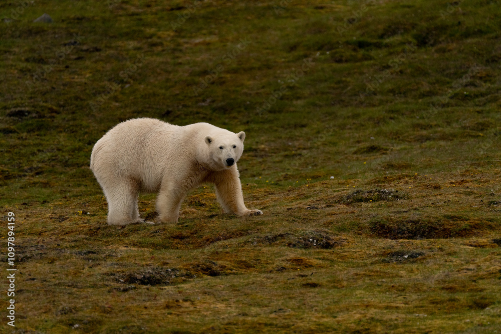 svalbard north pole polar bear in the grass svalbard north pole polar bear in the grass