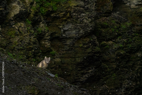 svalbard north pole artcic fox hunting photo