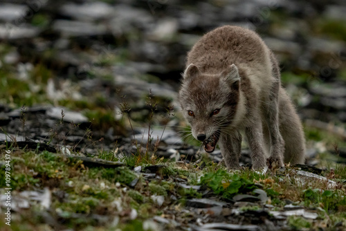 svalbard north pole artcic fox hunting photo