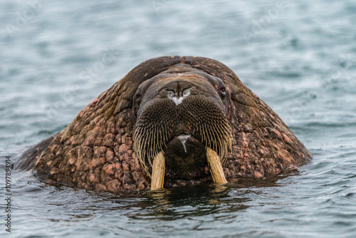 svalbard north pole walrus close up portrait