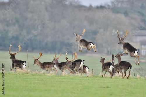A herd of Fallow Deer on the move and jumping a fence.