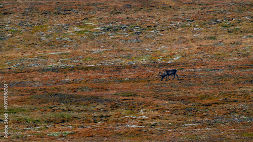 svalbard reindeer on red grass