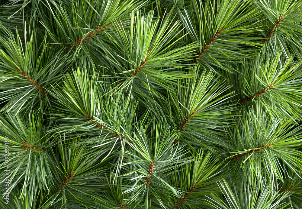 Green pine tree branches in close - up. Natural evergreen wallpaper for Christmas and New Year celebration. Green pine tree branches in close - up. Natural evergreen wallpaper for Christmas and New Year celebration.