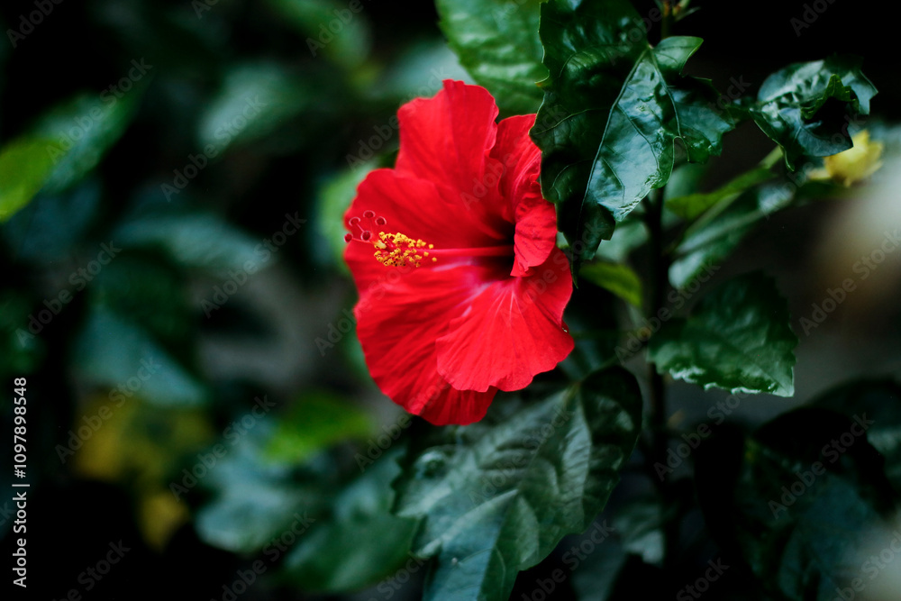 red flower in the garden