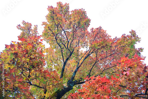 Wallpaper Mural Red yellow green golden brown seasonal autumnal maple leaves isolated on  blue sky background.  Fall autumn season. Torontodigital.ca