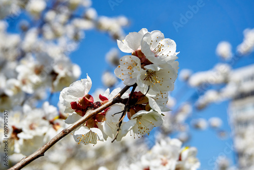 Nice white delicate spring flowers, blue sky. Tendeness,softness photo