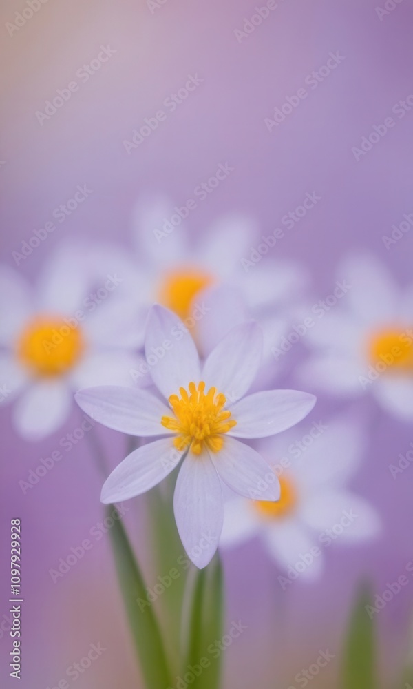 Obraz premium a close-up of several small white flowers with yellow centers. The flowers have a delicate and simple structure, each with several petals radiating from the center