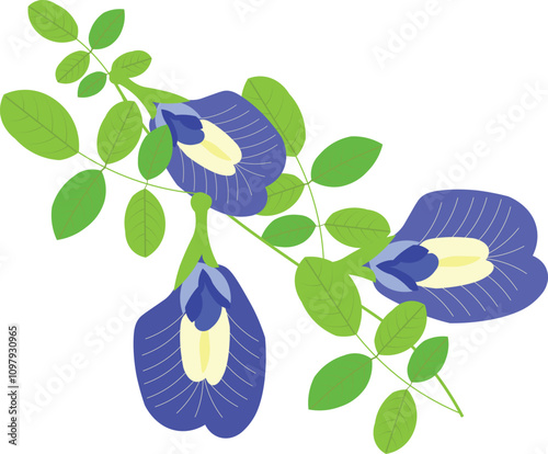 vector illustration of butterfly pea flower