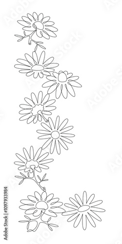 Chamomile flowers, drawn with continuous line in minimalist style, vertical border-framed by daisy, copy space, camomile, line art, editable vector contour.