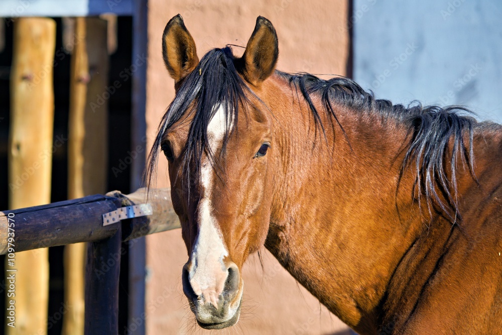 Fototapeta premium Pferd auf dem Bauernhof 