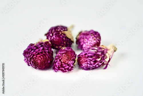 Five piece of dried globe amaranth or gomphrena globosa flowers for tea ingredients isolated on horizontal white background. photo