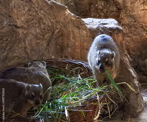 Cute furry hyrax (dassie) eating grass in Warsaw zoo.