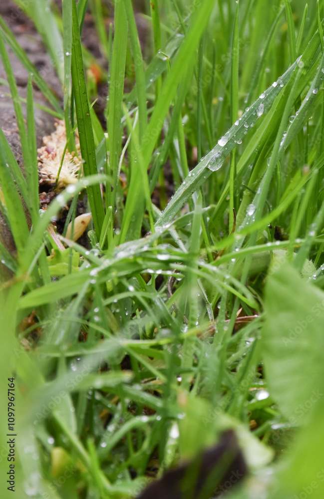 rain drops on grass