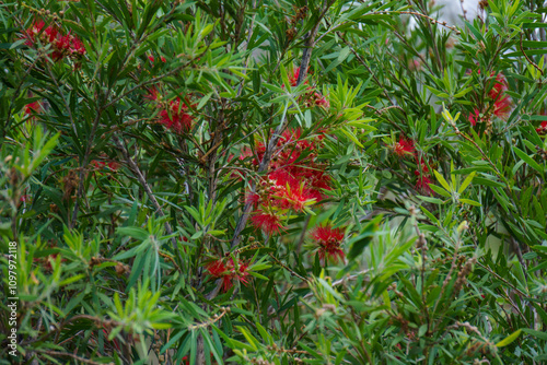 Callistemon Flowers photo