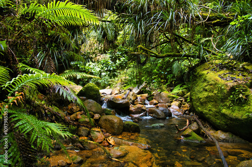 Clear mountain stream with ferns, epiphytes and mossy boulders in the subtropical forest of Coromandel, North Island, New Zealand
