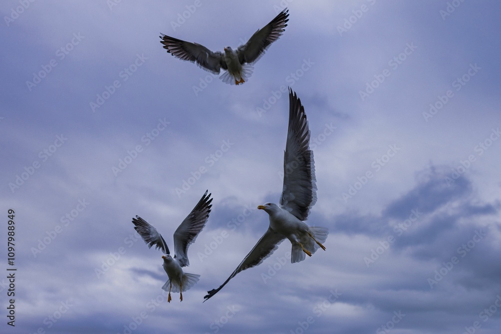 Obraz premium Seagulls soaring in a cloudy sky