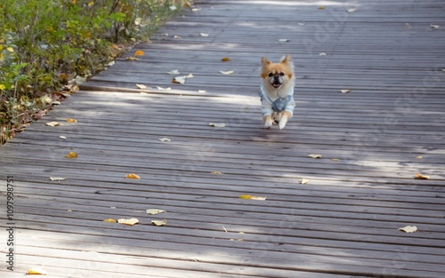 Puppy Adventures in a Serene Chinese Garden photo