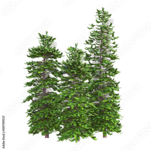 Three Wollemi pines, Wollemia nobilis, growing next to each other.  3D illustration on transparent background. 