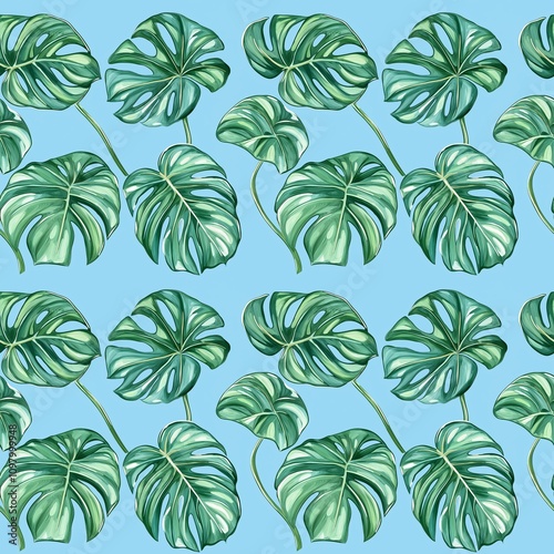 Monstera Leaves pattern photo