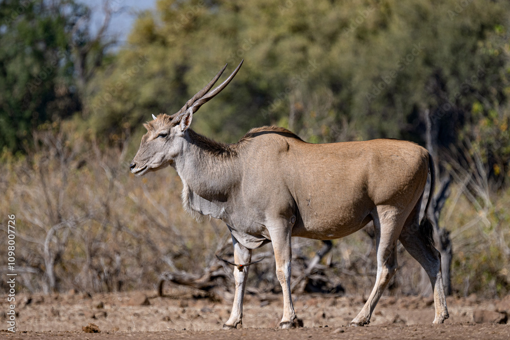 Eland walking in the savannah in Botswana Eland walking in the savannah in Botswana