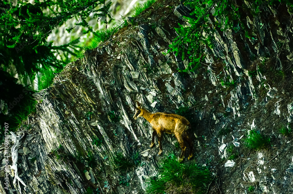 Obraz premium chamois sur une paroi rocheuse 