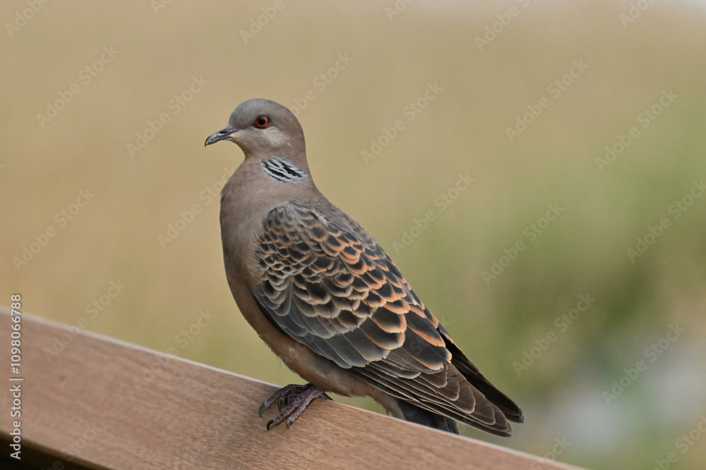 Obraz premium キジバト Oriental Turtle-Dove