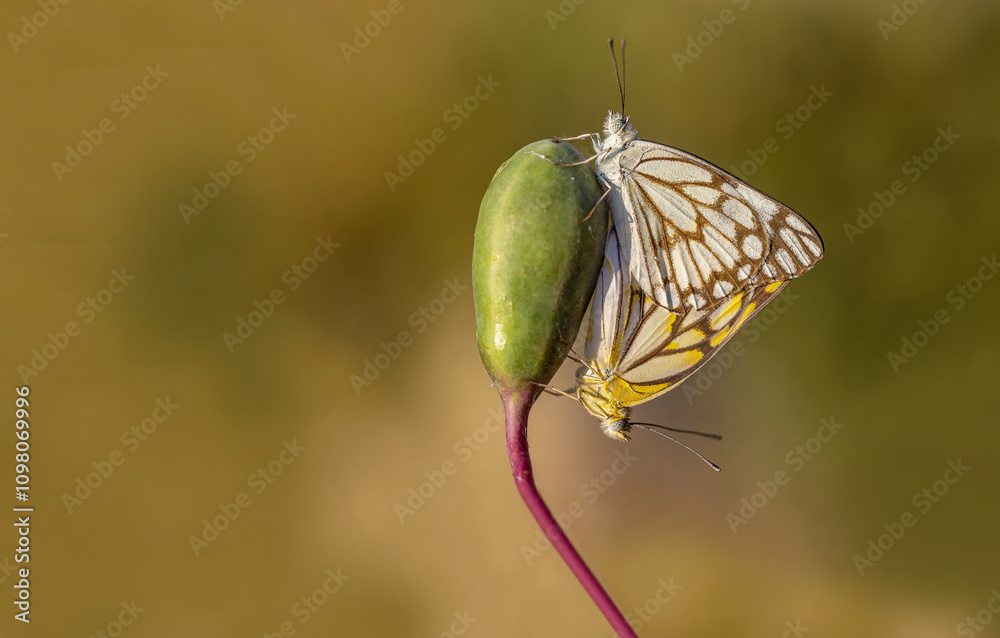 White Pioneer butterfly (Belenois aurota)