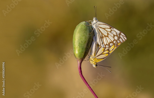 Obraz na płótnie White Pioneer butterfly (Belenois aurota) w salonie