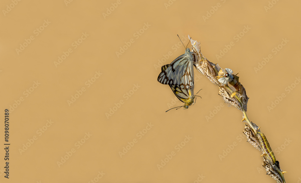 White Pioneer butterfly (Belenois aurota)