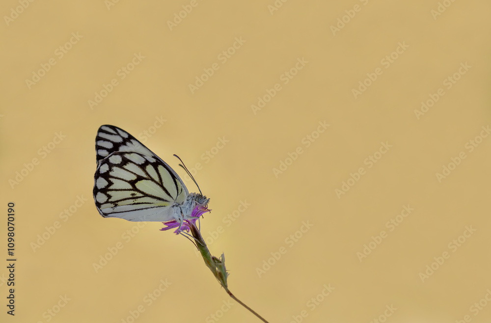 White Pioneer butterfly (Belenois aurota)
